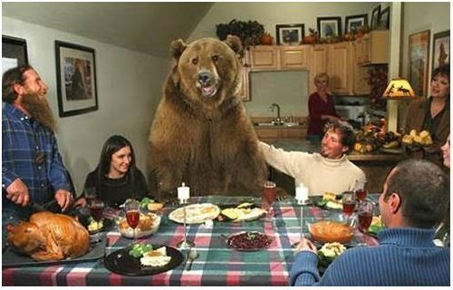Grizzly at the Thanksgiving table